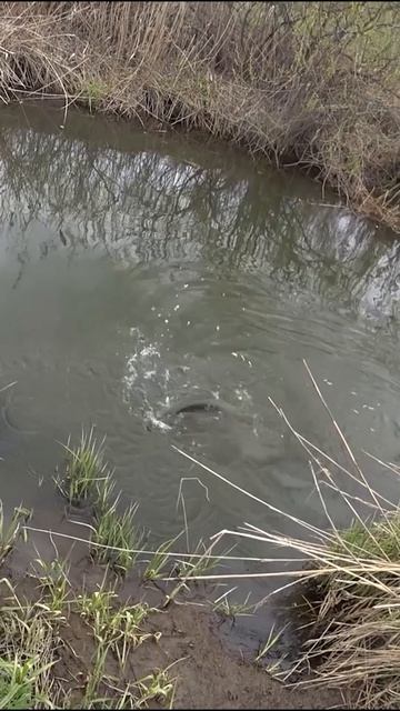 КЛЮНУЛА ХОЗЯЙКА переката МИКРО-РЕЧКИ