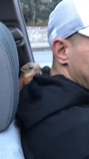 Белка Чип 4 месяца   #funny #squirrel #youtubeshorts #funnyvideo #fun #youtube #video