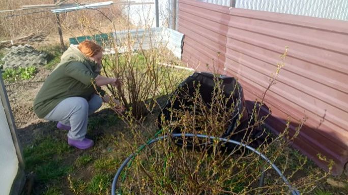 Пикирую Рассаду / Срезаю Кусты / Подкармливаю Цветы / Небольшая Уборка Двора /