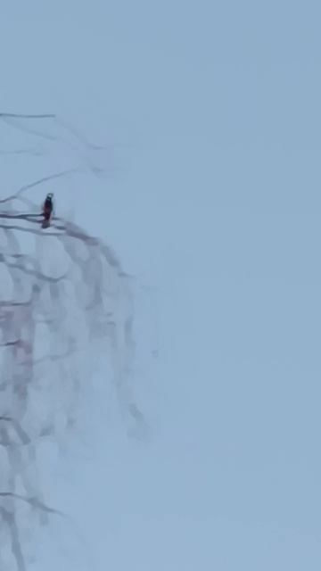 Что за птица?