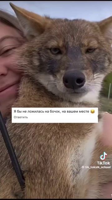 #юмор #прикол #пес #волк