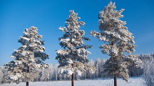 Три сосны  музыка и стихи Ю. Визбор ; исполнение А. Михайлов