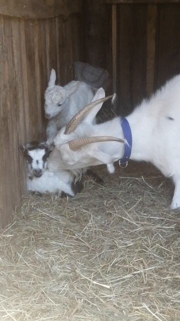Агата принесла двух славных козочек.