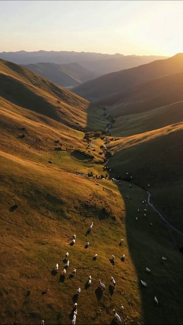 Утренняя идиллия: овцы на склонах гор #природа #животные #фотография