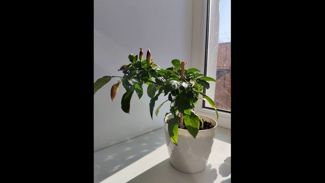 Перчик! От цветов до плодов