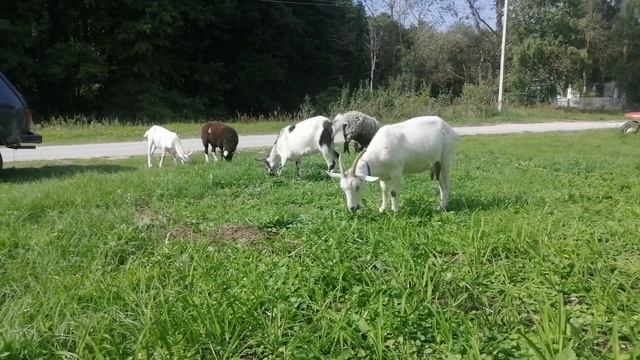 Какой триммер лучше всего купить в деревню?