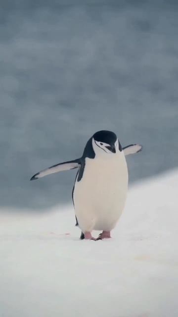пингвины

#животные #птицы #пингвин #милота #топ #рек
