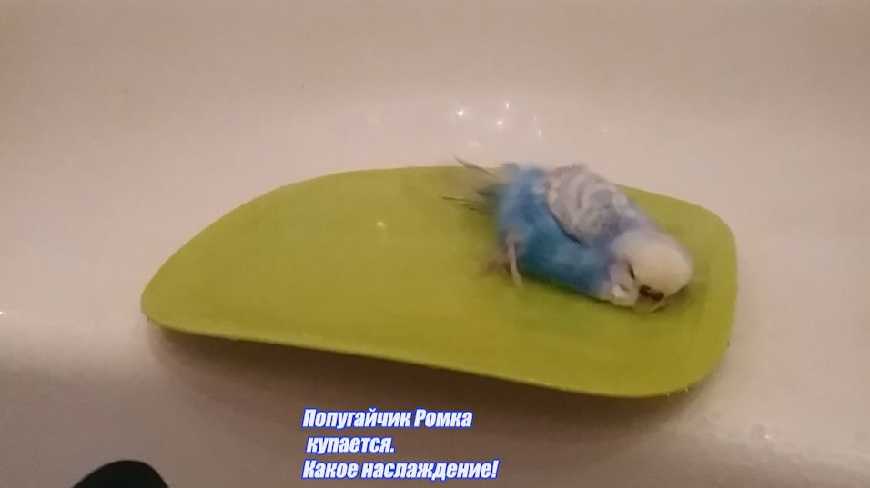 Попугайчик Ромка. Купание с наслаждением! #shortvideo