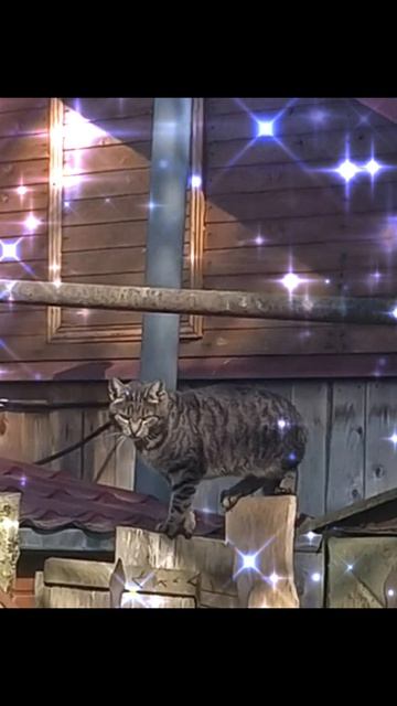 На чужой территории