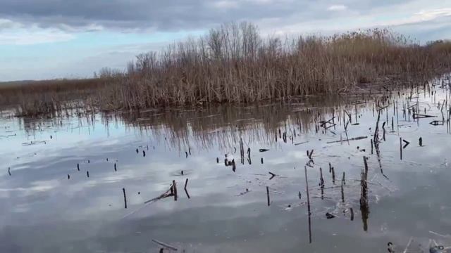 Охота на утку - Не сидите дома. Езжайте на природу