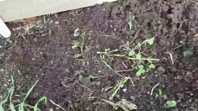 один сезон с барматухой