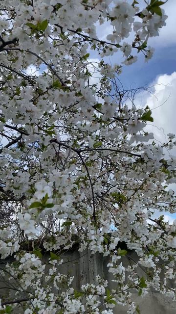 Южный привет. Вишня. Ждём обратные заморозки.