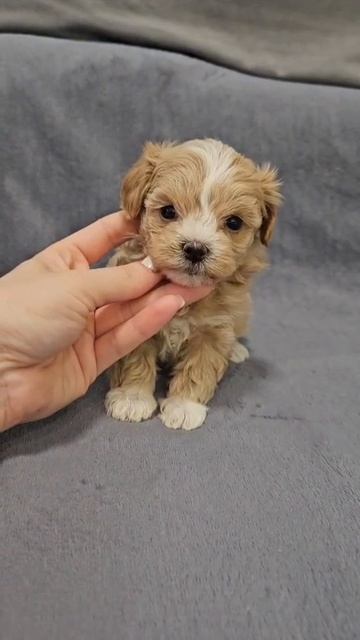 Щенок мальтипу Лики, возраст 1,5 месяца