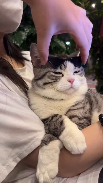 Босс

#кот #юмор #босс