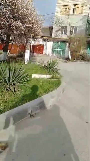 VID_20260408_223146_507 ВЕСЕННИИ ЗАБОТЫ