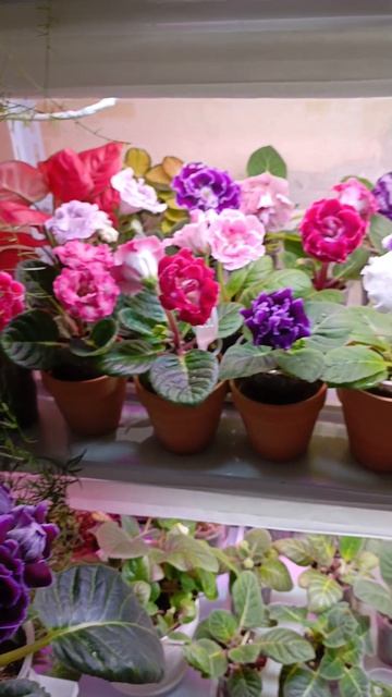 красавица то какая посмотрите 👍❤😍шикарная глоксиния 🧚♂🧚♂