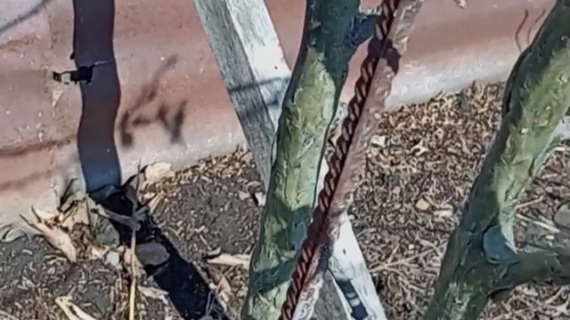 лечение деревьев ,садовым варом