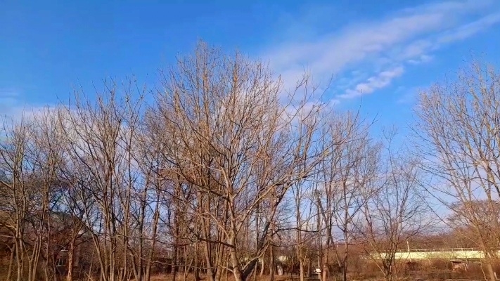 Дачные новости.Замачиваю семена Арбузов и Дынь