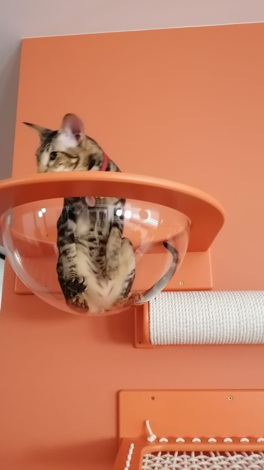 «Мы Бобры» — маленький семейный мир, где любят и понимают животных так же глубоко, как их хозяева😍