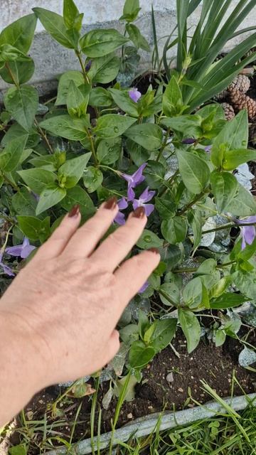 Барвинок. что с ним делать?