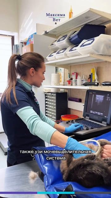 Коту Филе сделали УЗИ мочевого пузыря и почек. Он выздоравливает после цистита.