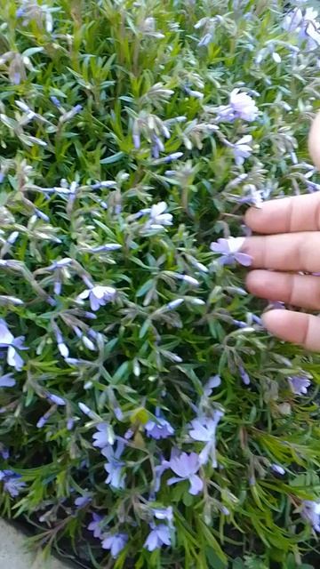 После снегопада