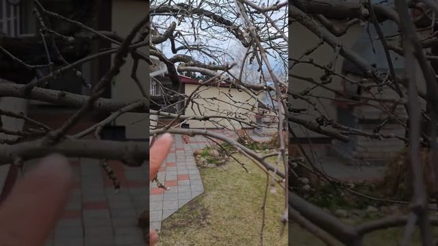 обрезка семидесятилетний яблони

Химки Московская область Краснодар краснодарский край байки слепого