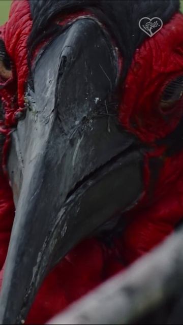 Какая же это невероятная птица! 🤯