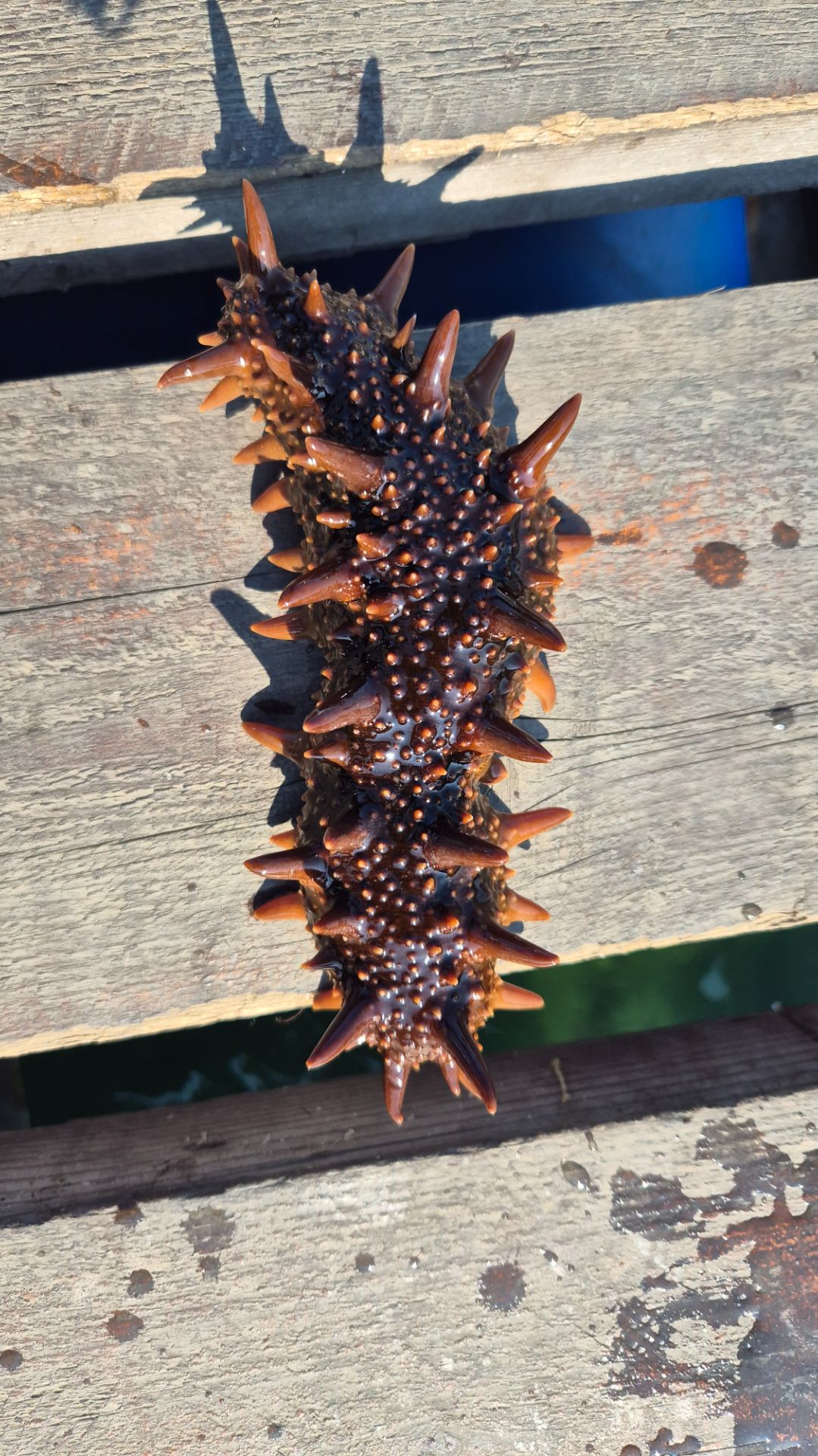 А вы знали, что морские звёзды хищники?
#dvacapitanavl #морскиепрогулкивладивосток #арендакатеравлад