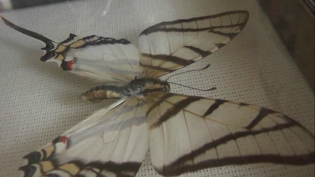 ИЗ МИРА: 218. Protesilaus protesilaus