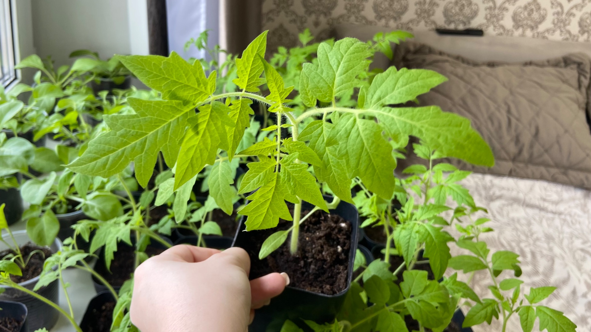 Рассаду НЕ ПОДКАРМЛИВАЮ! Почистила клубнику после зимы.