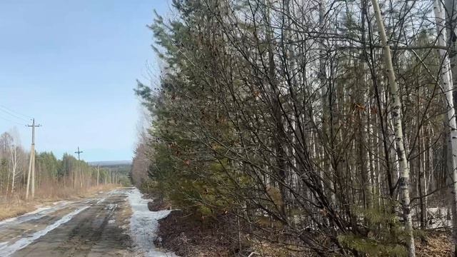 Прогулка по весеннему лесу, Алгатуй Иркутской области