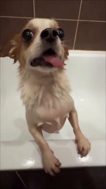 Чистый четверг! Чистый чих! 🐶🐾