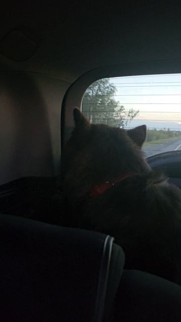 Уру-ру от Брайтюши) русскийвольфхунд #волк #собаки #щенки #интересное #новое #любимое #волкособ