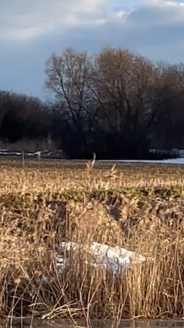 Дикая косуля  Животные России