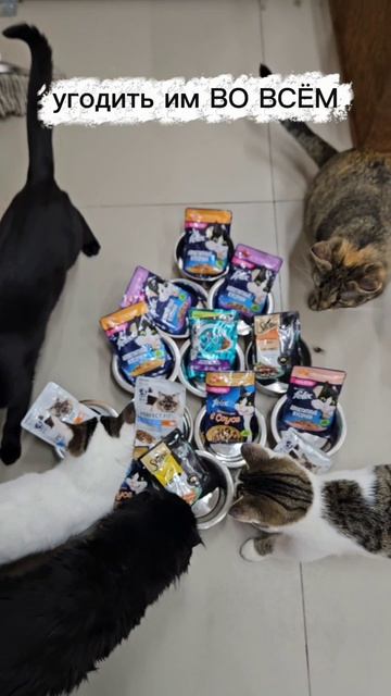 Меня взяли в кото-рабство!