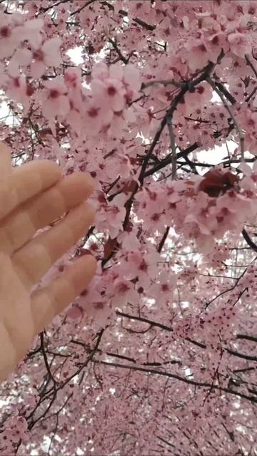 цветение Сакуры