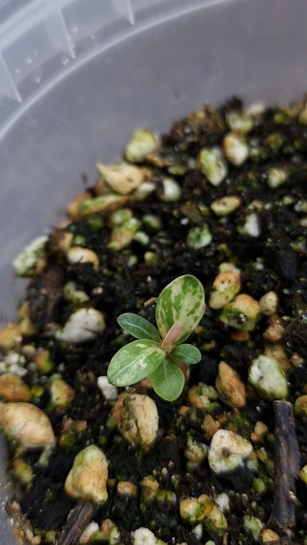 Инбридинг творит чудеса.Я нашла еще одно опыление, где выпадают пестролистные сеянцы.Буду повторять.