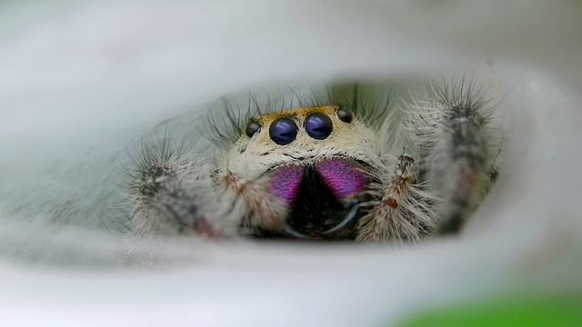 Симуляция леса 100 ДНЕЙ