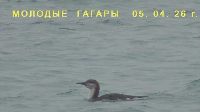 Молодые  ГАГАРЫ