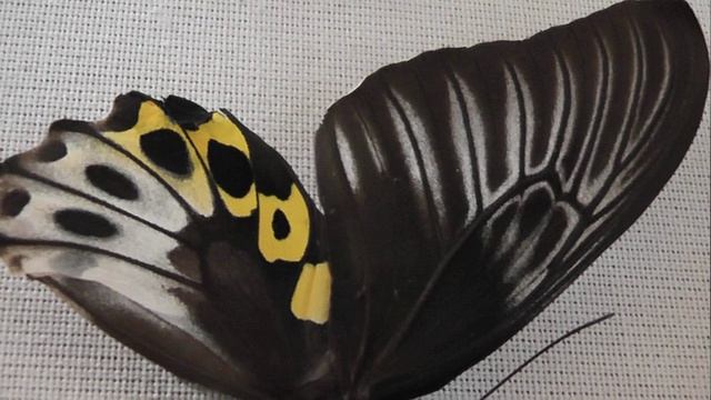 ИЗ МИРА: 219. Troides hypolitus (троидес ипполит)