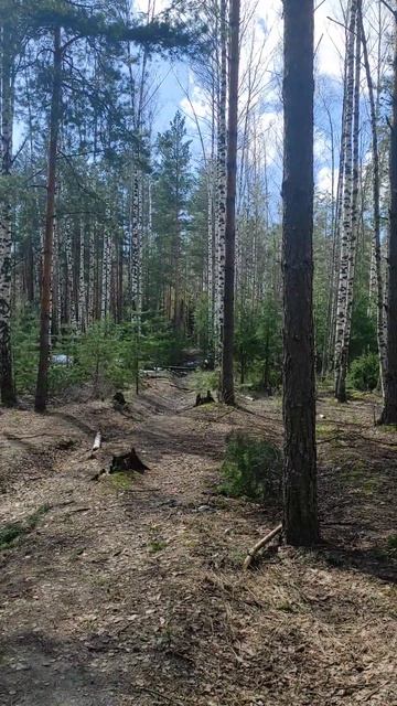 Весенний день в лесу