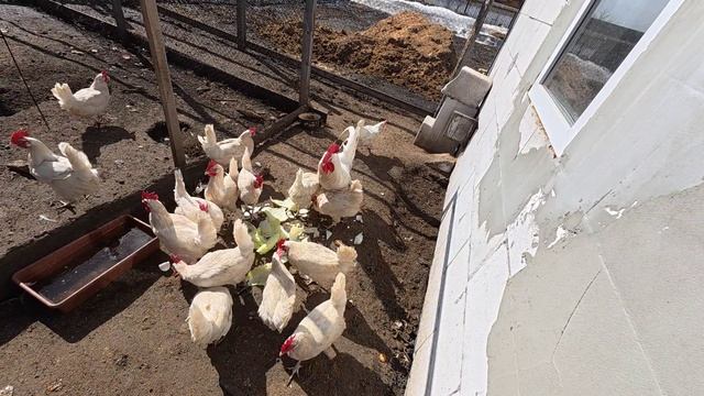 08.04.2026 // Съездили в деревню // Поговорим немного☺️