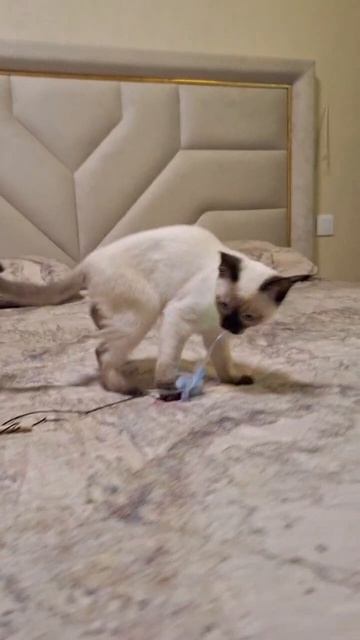 Инопланетянка Sierra Gamlet тайская кошка сил-пойнт ждёт хозяев, 4 месяца