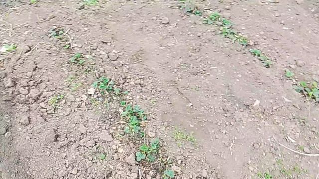 Как правильно ПЕРЕСАДИТЬ клубнику 2026.03.30