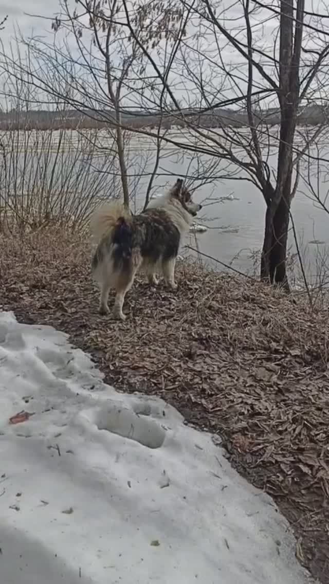 Видеоролик 2. На реке Вятке в апреле. 04.04.2026 года. Ледоход продолжается.