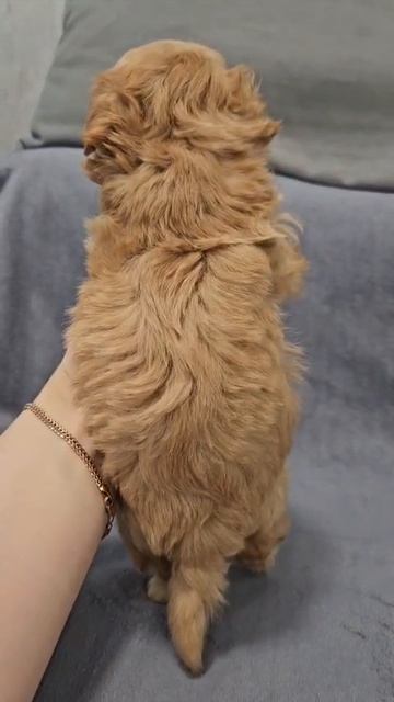 Щенок мальтипу Рики, возраст 1,5 месяца