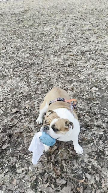 Бульдожьи игры