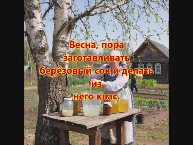 Весна, пора заготавливать берёзовый сок и делать из него квас.
