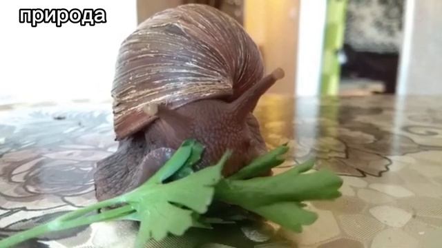 Как кушает улитка